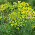 Dill Seeds Heirloom Bouquet Non-GMO 50+ Seeds for Fresh or Dried Herb Anethum graveolens