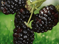 10 Live Plant Plugs Brazos Thorned Blackberry Rubus fruticosus