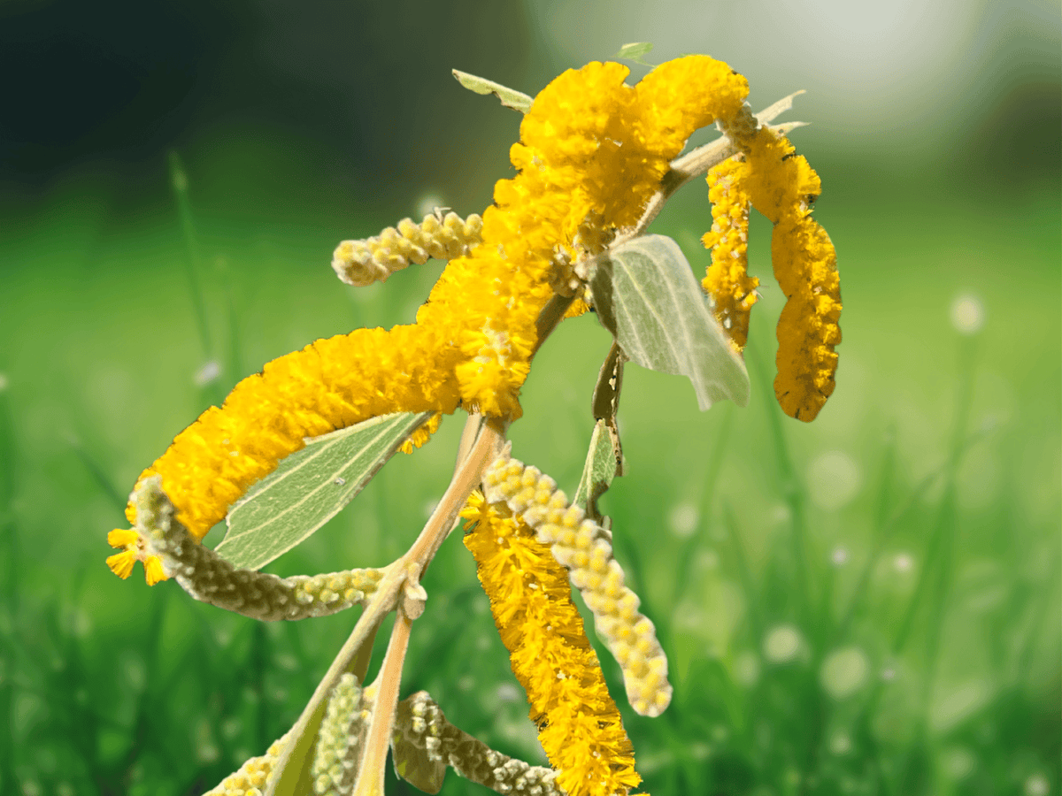 5 Seeds Acacia holosericea Soapbush Wattle Tropical Ornamental Tree