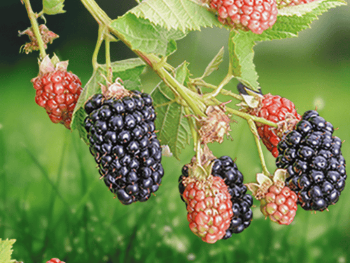 3 Live Plant Twilight Blackberry Starter Plug Thornless Rubus