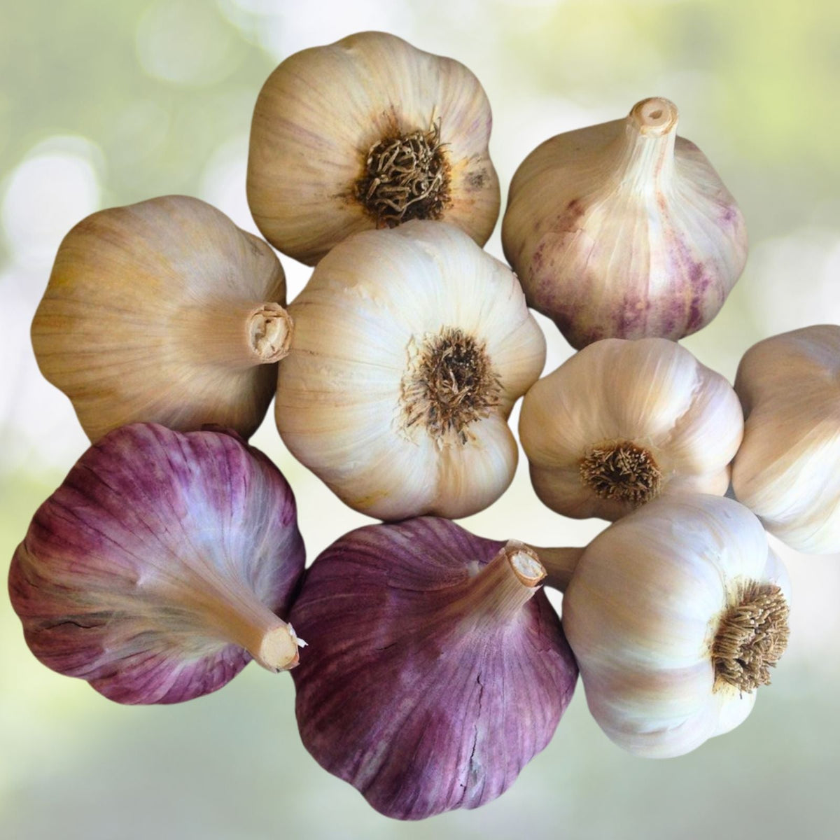 Organic Large Garlic Cloves Seeds for Planting   Allium sativum   30+ Cloves, Hand Harvested, Sproutable, Antioxidant Rich