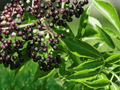 1 Live Plant American Elderberry Tree 12 Inches Tall Sambucus canadensis Bare Root