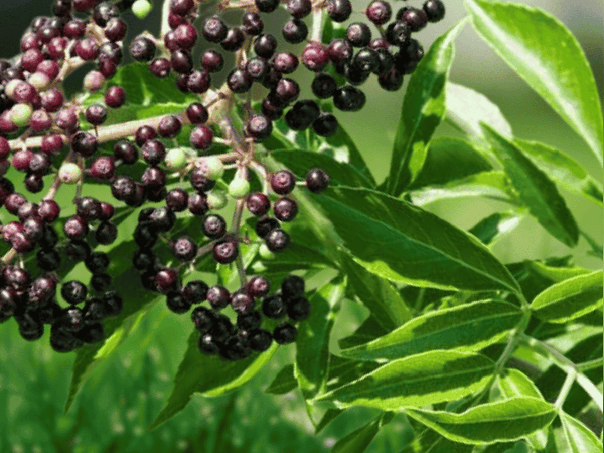 1 Live Plant American Elderberry Tree 12 Inches Tall Sambucus canadensis Bare Root