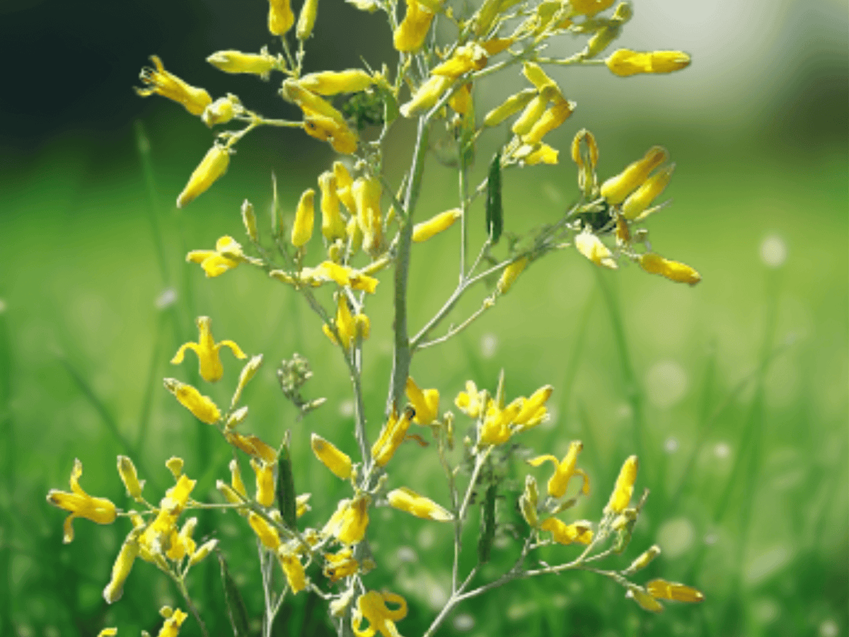 5 Seeds Dicentra chrysantha Yellow Dicentra Native Perennial