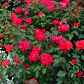 Knock Out Red Rose Bush Cuttings 6" Unrooted Live Flowering Shrub Rosa spp.