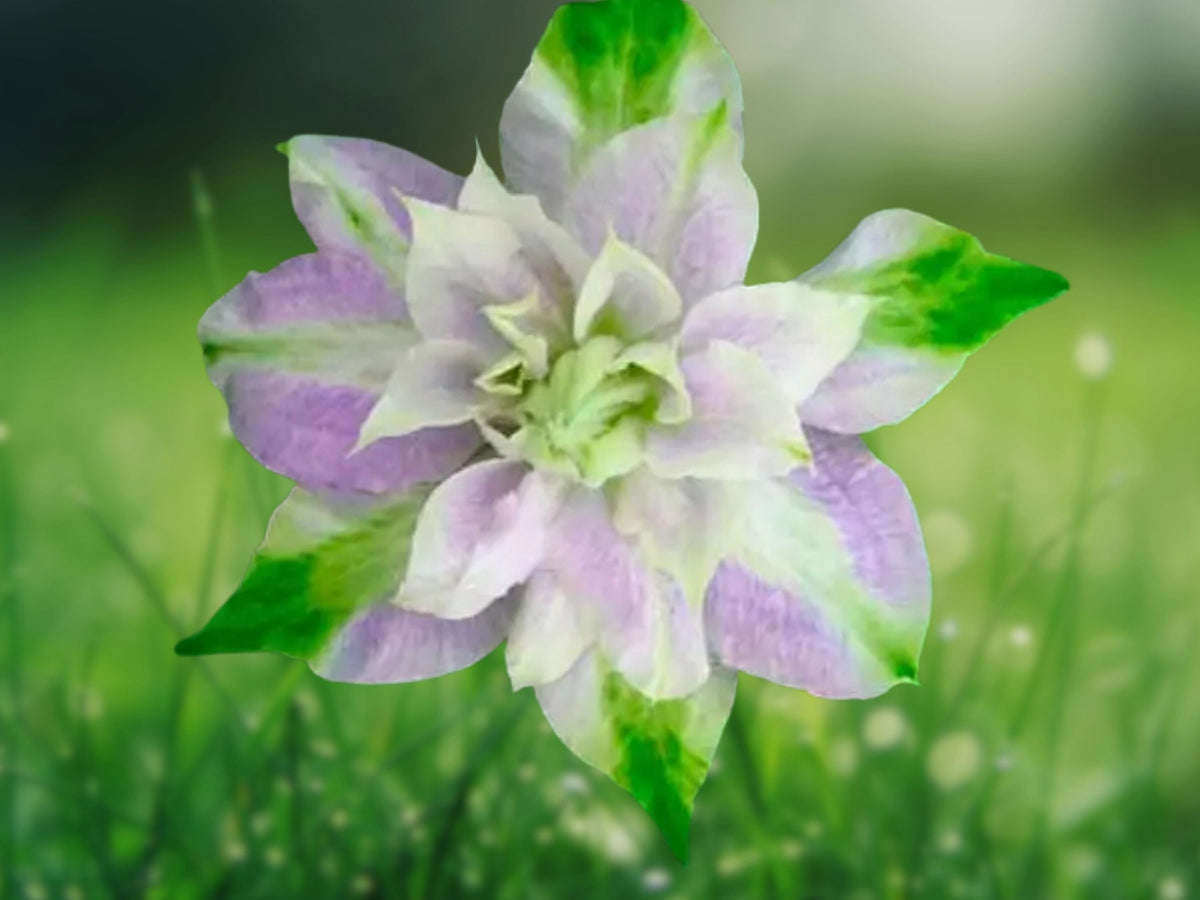 25 Seeds Clematis Double Bi-Color Purple Green Perennial Climbing Vine Trellis Fence Garden Patio