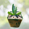 Lobster Claw Plant 4" Pot Cheiridopsis Candidissima Unique Succulent Claw-Like Foliage Drought-Tolerant Plant