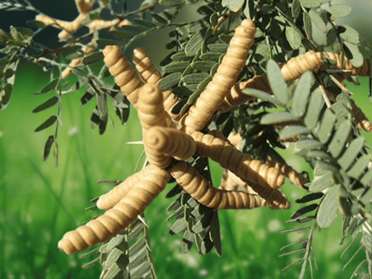 5 Seeds Prosopis pubescens Screwbean Mesquite Desert Tree