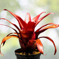 Bromeliad Plant 6" Pot Neoregelia Tigrina Chartreuse Green Foliage - Neoregelia Plant for Indoor Gardening and Decor