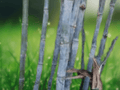 10 Seeds Dendrocalamus strictus Giant Timber Bamboo Seeds