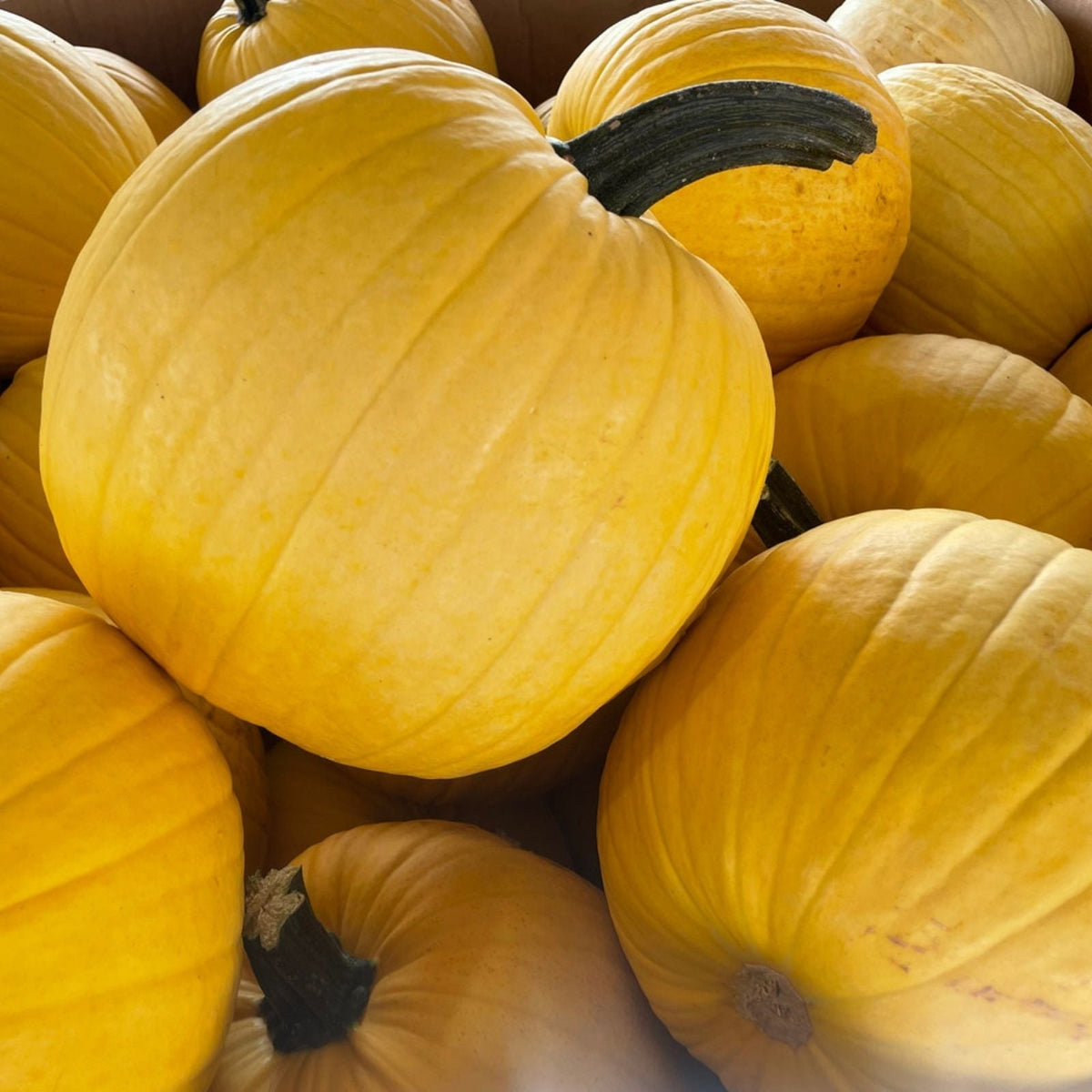 Organic Mellow Yellow Pumpkin Seeds 10 Pack USA Grown for Home Gardening, Heirloom, Non-GMO, Edible Seeds