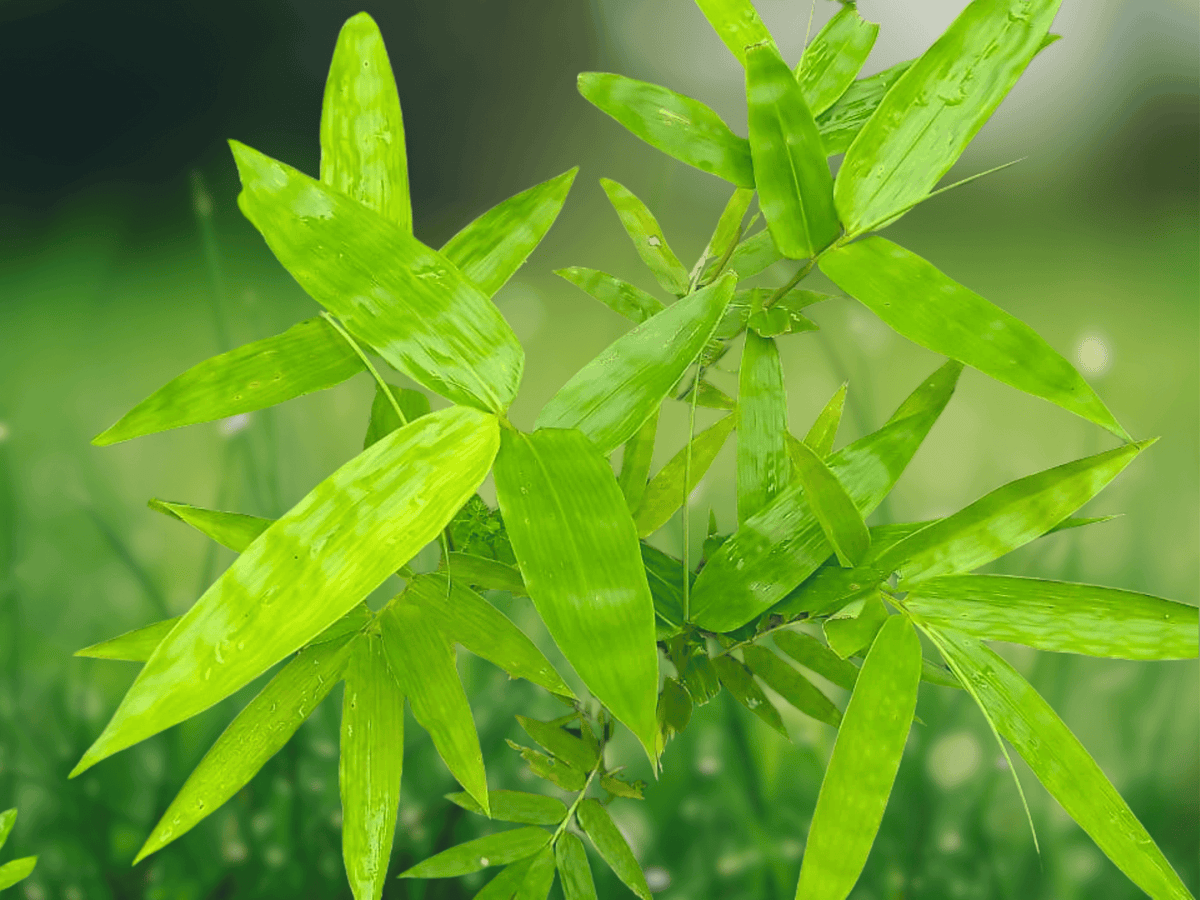 10 Seeds Dendrocalamus longispathus Timber Bamboo Clumping Giant Species