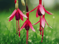 5 Seeds Fuchsia magellanica Hardy Fuchsia Flowering Shrub