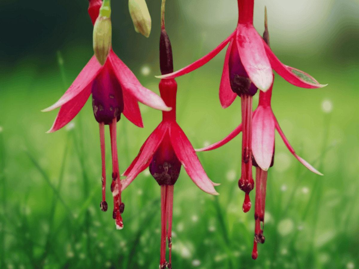 5 Seeds Fuchsia magellanica Hardy Fuchsia Flowering Shrub