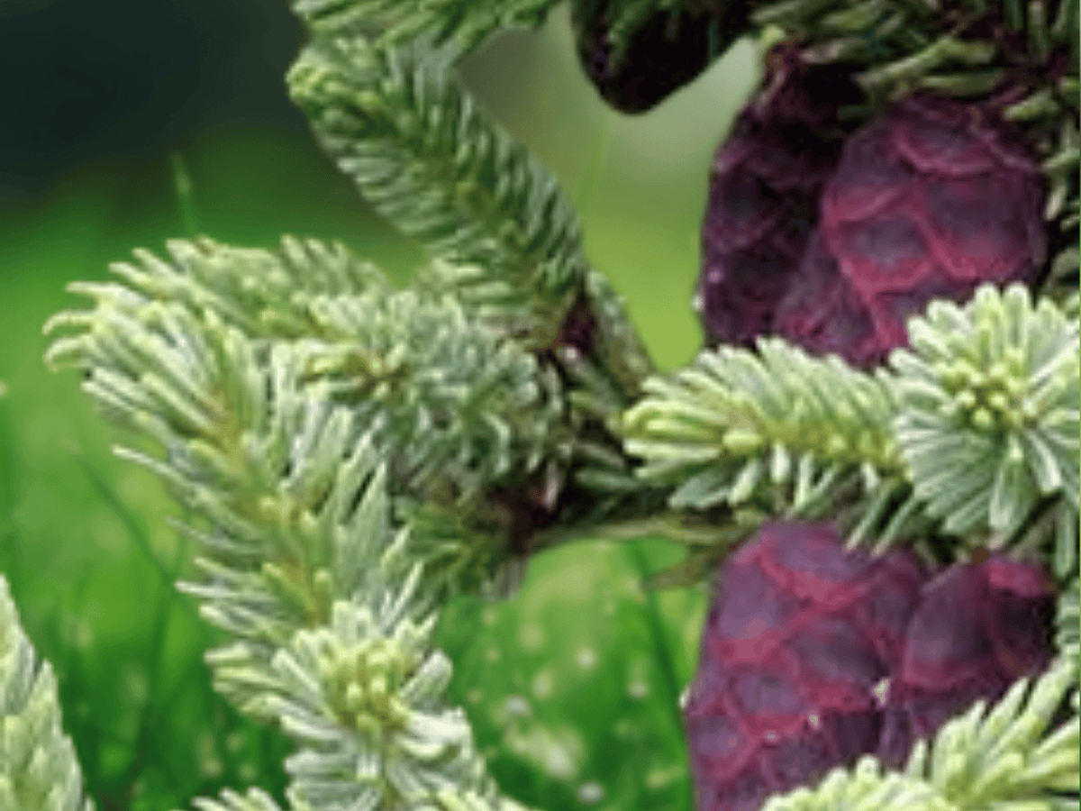 5 Seeds Picea mariana Black Spruce Evergreen Conifer Bonsai Tree