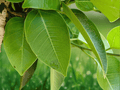 5 Seeds Ficus amplissima Bat Fig Tree Shade Ornamental