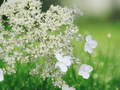 10 Seeds Hydrangea anomala subsp. petiolaris Climbing Hydrangea Vine