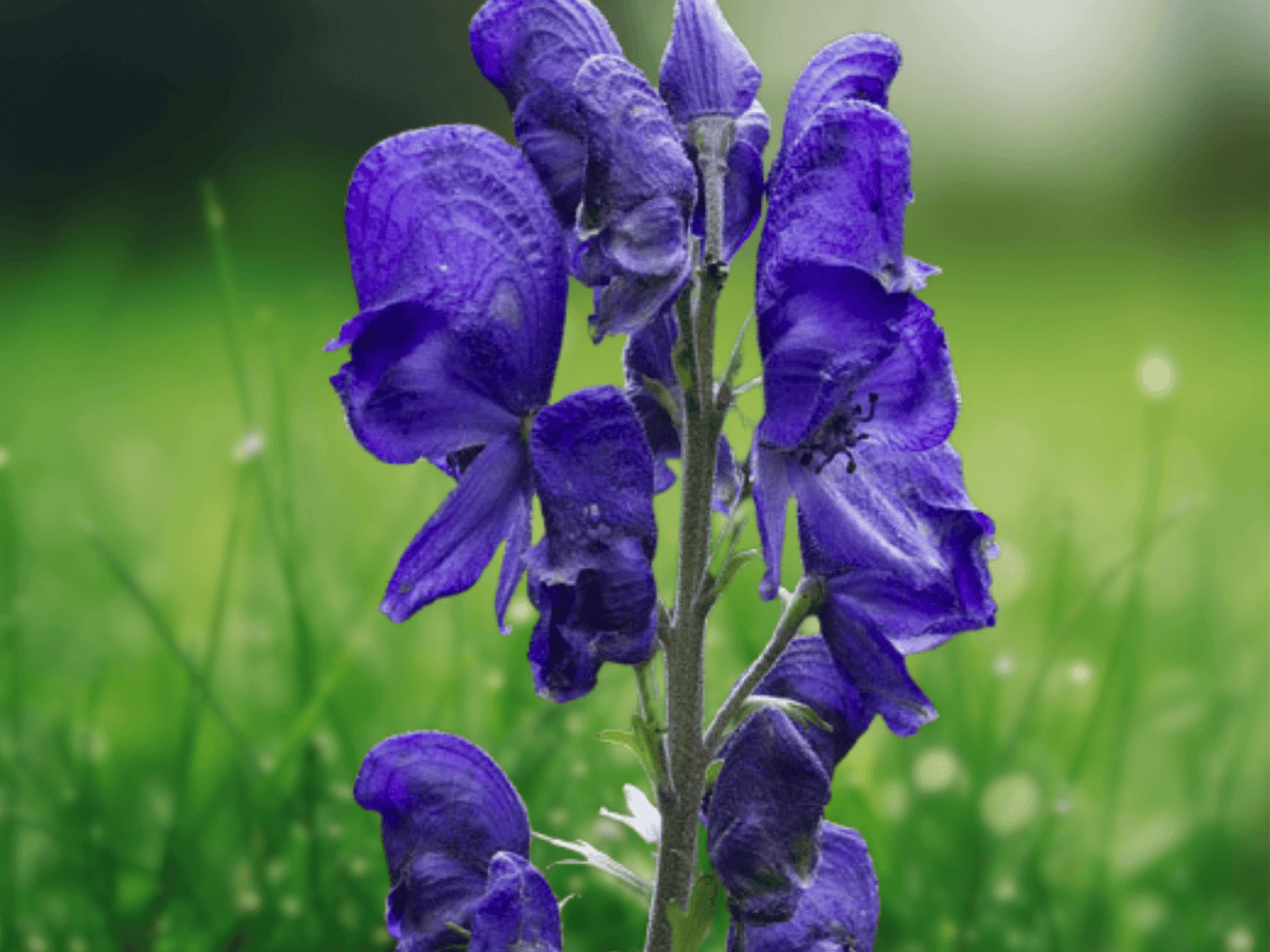 5 Seeds Monkshood Aconitum napellus Perennial Flower Garden Plant