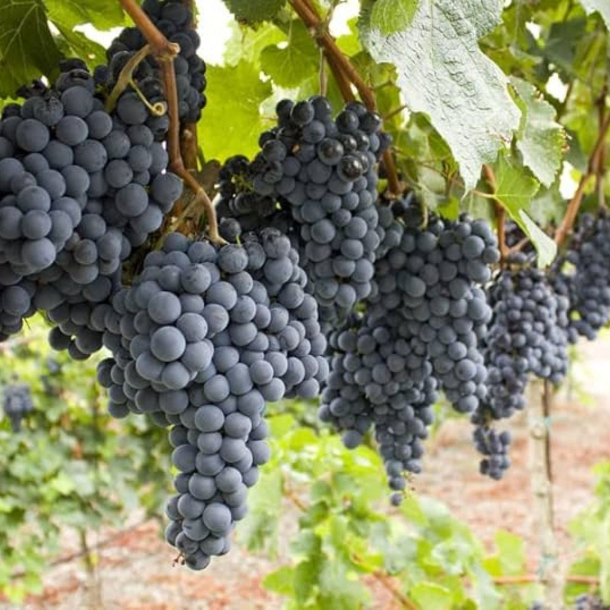 Wine Grape Vine Seeds for Planting, Vitis vinifera, 50 Pack, USA Ship, Fruit Bearing, Garden, Backyard, Homegrown