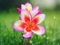 5 Orange Yellow Pink Plumeria Seeds Frangipani Tropical Flower Tree Multicolor Fragrant Blooms Exotic Easy Grow Patio Garden Warm Climate