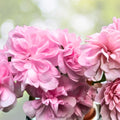 Live Geranium Plant 10-12" White/Bright Pink Pelargonium in 3" Pot - Perfect for Indoor/Outdoor Garden Decor