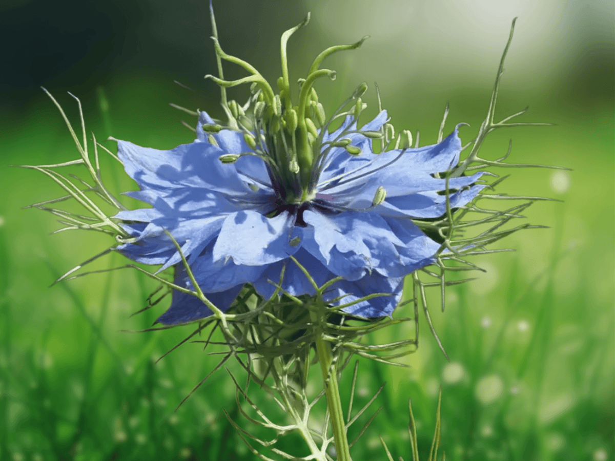 25 Seeds Black Seed Nigella sativa Culinary Herb Garden Container
