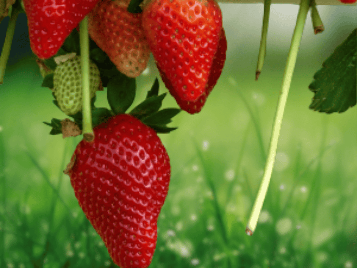 25 Live Plants AC Wendy Strawberry June-Bearing Cold Hardy Early Season