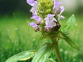 10 Seeds Prunella vulgaris lanceolata Lanceleaf Self Heal Herb