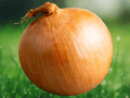 20 Seeds Onion Maui Sweet Bulbing Vegetable Garden