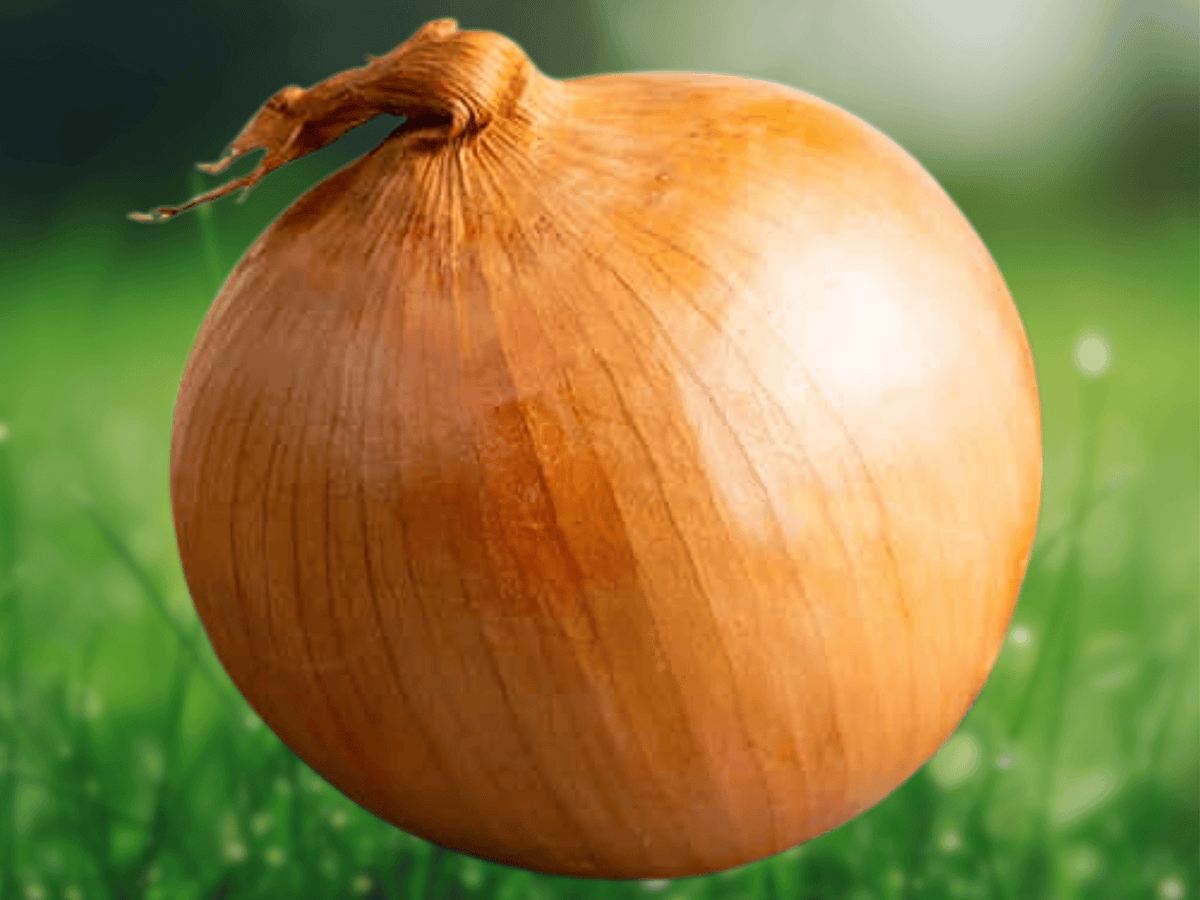 20 Seeds Onion Maui Sweet Bulbing Vegetable Garden