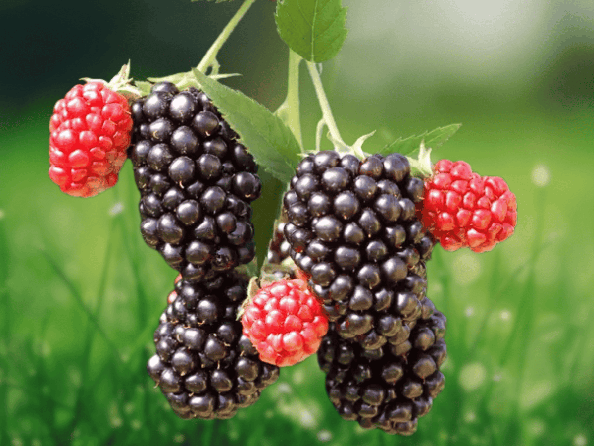 1 Live Plant Natchez Thornless Blackberry Rubus Starter Plug