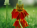 10 Seeds Prairie Coneflower Ratibida columnifera Native Wildflower