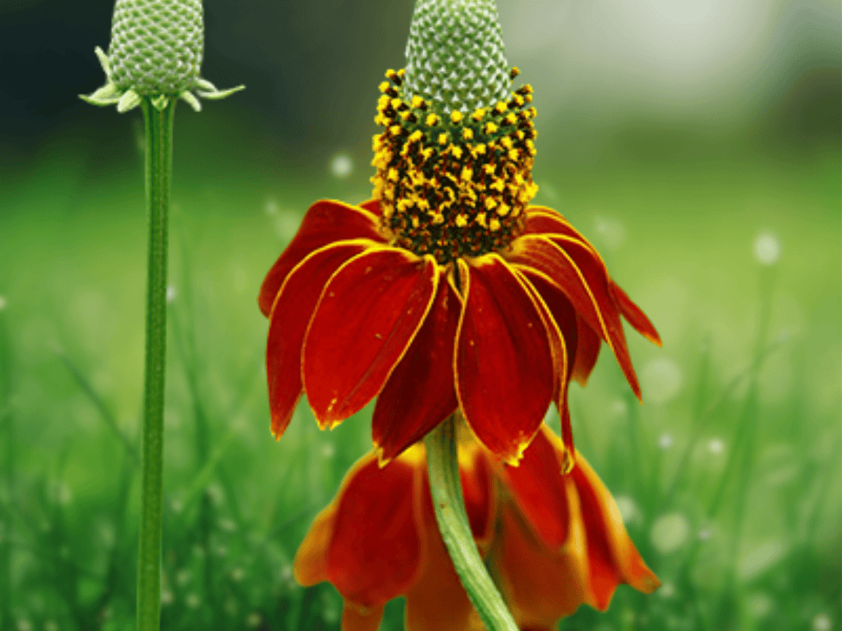 10 Seeds Prairie Coneflower Ratibida columnifera Native Wildflower