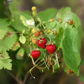 Wild Mock Strawberry Bare Root Plants - 12 Pack - Medicinal Herb for Garden - Fragaria vesca