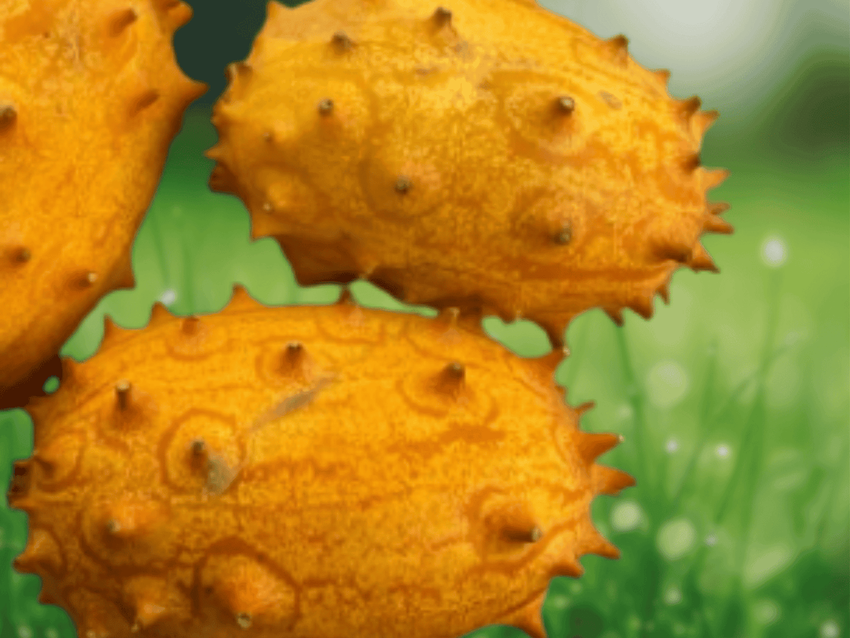 5 Seeds Kiwano Horned Melon Cucumis metuliferus Exotic Fruit Vine