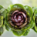 Radicchio Seeds | Heirloom Palla Rosa | Fresh Garden Seeds | Cichorium intybus