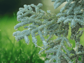 5 Seeds Abies magnifica Silvertip Fir Tree Evergreen Conifer