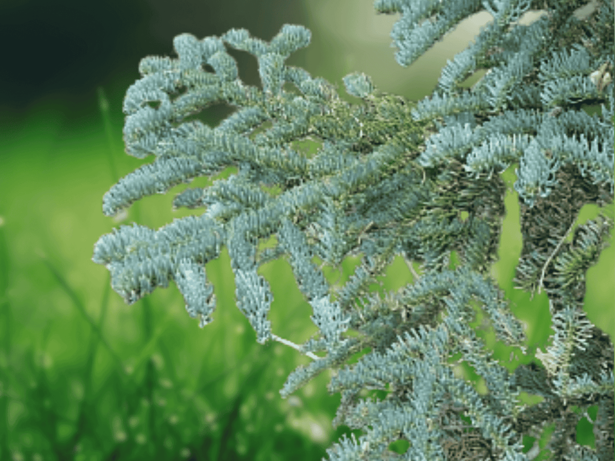 5 Seeds Abies magnifica Silvertip Fir Tree Evergreen Conifer