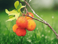 5 Seeds Arbutus unedo Strawberry Tree Evergreen Ornamental Shrub