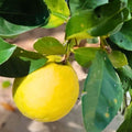 Grafted Ponderosa Lemon Tree - 3 Feet - Citrus limon - Indoor/Outdoor Plant - No Shipping to California