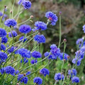 Bachelor Button Seeds 50 Count Tall White Variety Centaurea cyanus Bright Garden Blooms for Planting