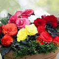 Begonia Seeds Silken Charm Non-GMO Flower Seeds 45 or 125 Count Ideal for Gardens and Containers Begonia spp.