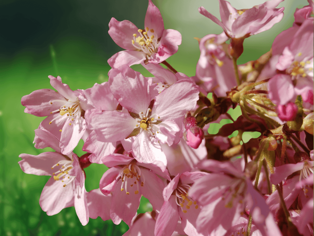 5 Seeds Weeping Cherry Tree Prunus subhirtella Pendula Ornamental Flowering Deciduous
