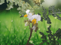 10 Seeds Litchi Tomato Solanum sisymbriifolium