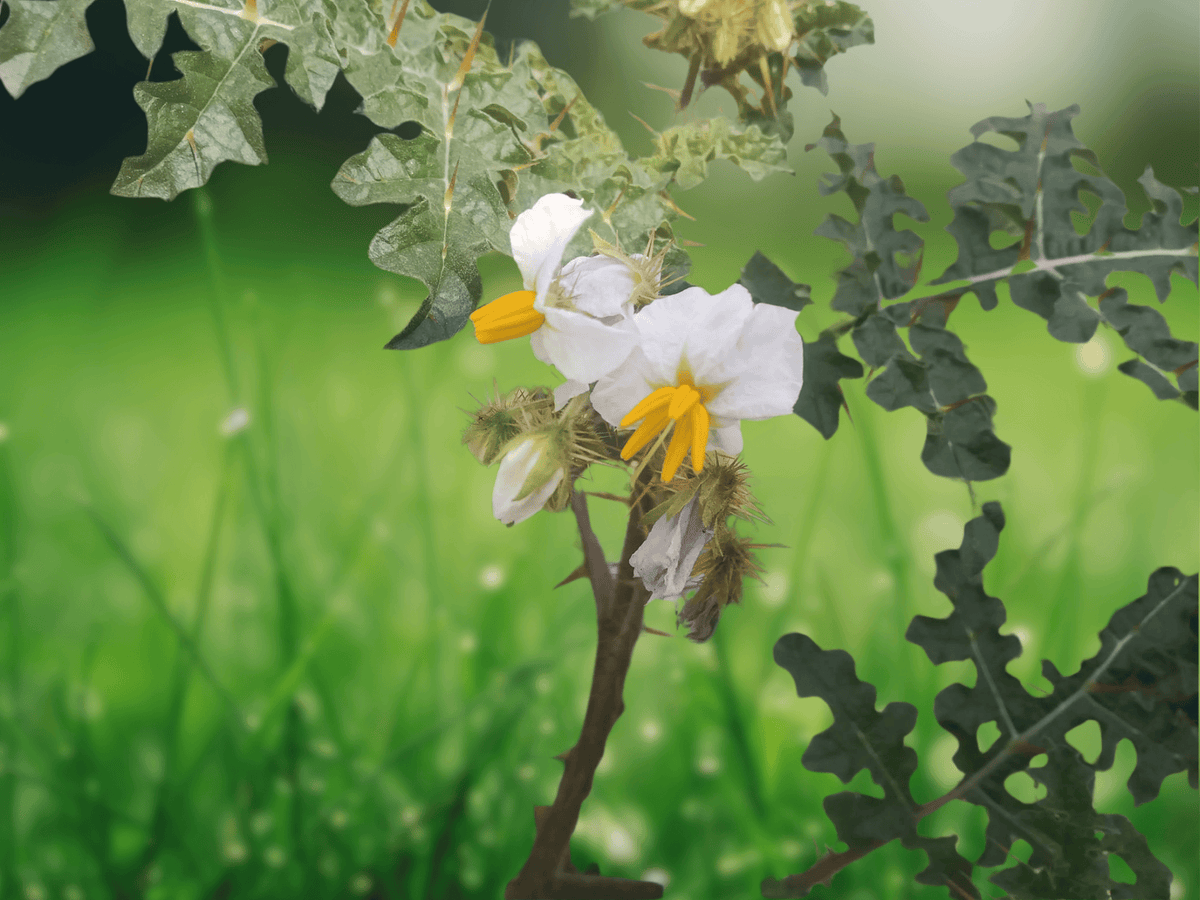 10 Seeds Litchi Tomato Solanum sisymbriifolium