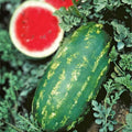 Stargazer Watermelon Seeds - 20 Organic Non-GMO Heirloom Seeds - USA Grown