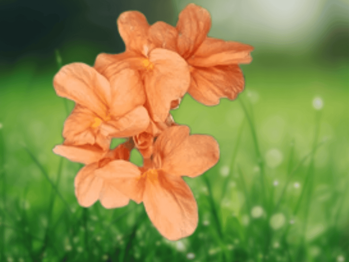 5 Seeds Crossandra infundibuliformis Orange Marmalade Flower Tropical Shrub