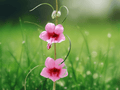 10 Seeds Winged Sesame Sesamum alatum Annual Flowering Plant