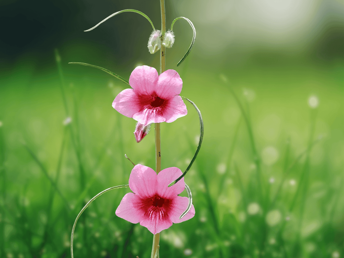 10 Seeds Winged Sesame Sesamum alatum Annual Flowering Plant