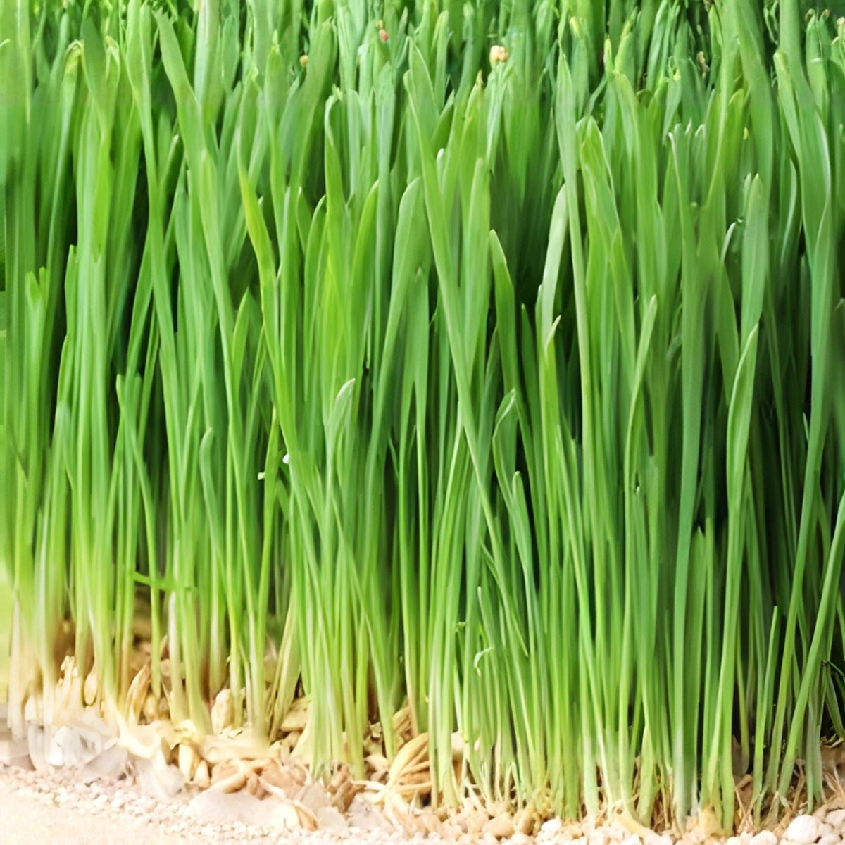 Non-GMO Barley Microgreen Seeds 8 oz for Sprouting – Healthy Home-Grown Sprouts – Hordeum vulgare